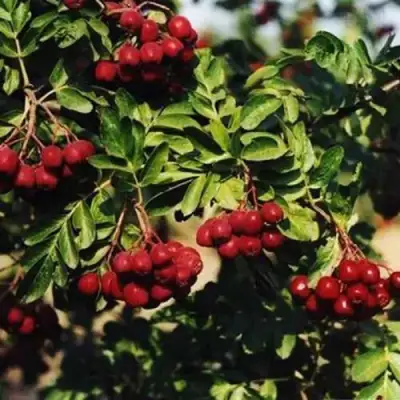 Рябина РУБИНОВАЯ сладкоплодная в Дзержинске