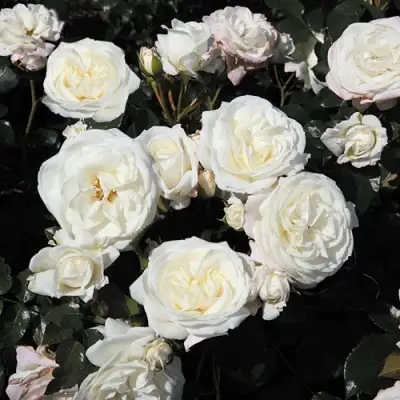 Роза АЛАБАСТЕР флорибунда в Дзержинске