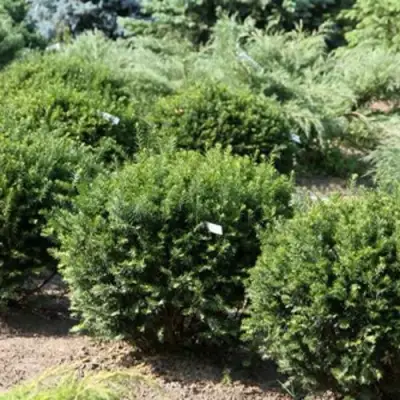 Тис НАНА остроконечный  в Дзержинске