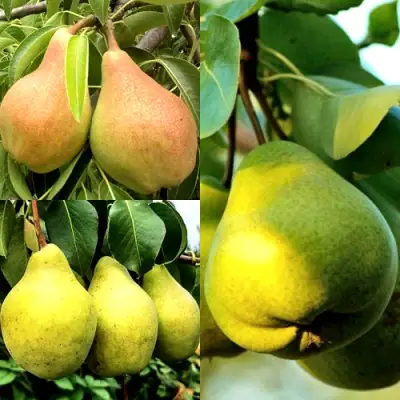 Комплект НАСТОЯЩИЙ ВОСТОРГ в Дзержинске