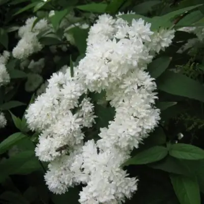 Дейция КАНДИДИССИМА шершавая в Дзержинске