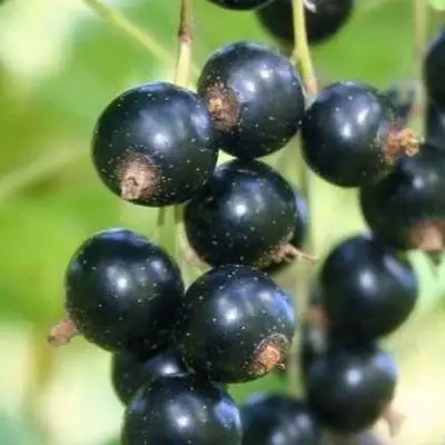 Смородина черная СТРЕЛЕЦ в Дзержинске