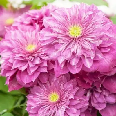 Клематис КАЙЗЕР в Дзержинске