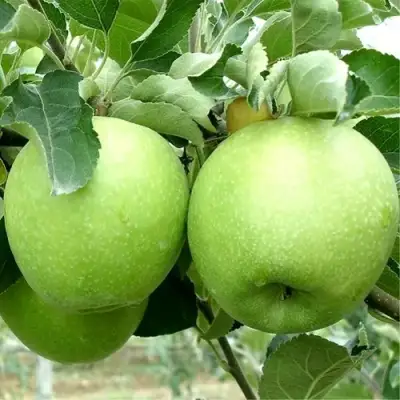 Яблоня РЕНЕТ СИМИРЕНКО в Дзержинске