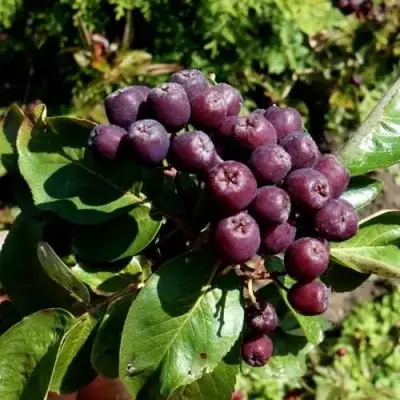 Рябина ЛИКЁРНАЯ сладкоплодная в Дзержинске