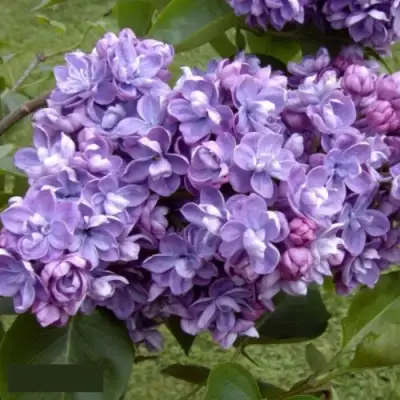 Сирень АМИ ШОТТ в Дзержинске