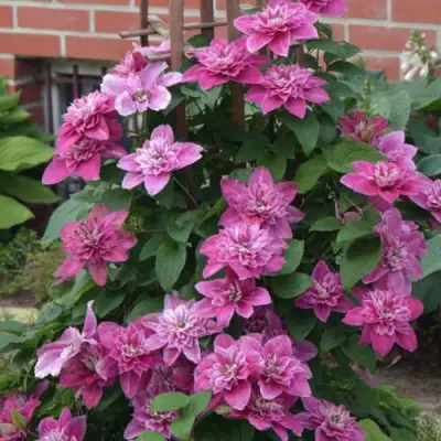 Клематис МАЙ ДАРЛИНГ  в Дзержинске