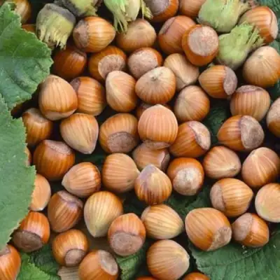 Фундук ТОНДА РОМАНА в Дзержинске