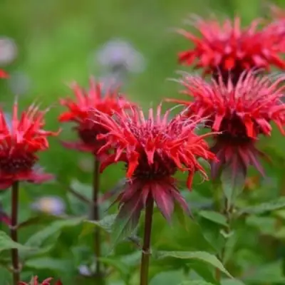 Монарда ПАНОРАМА РЕД в Дзержинске