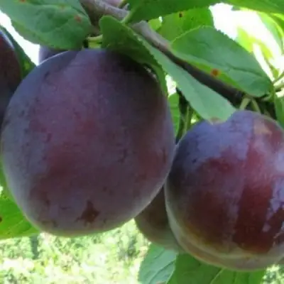 Слива СТАРТОВАЯ в Дзержинске