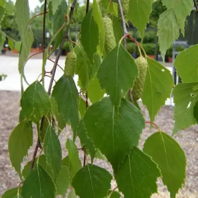 Береза ФАСЦИНЕЙШЕН белая  в Дзержинске