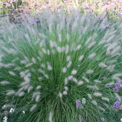 Пеннисетум ХАМЕЛН в Дзержинске