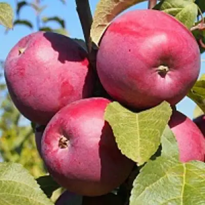 Яблоня ЗОРКА в Дзержинске