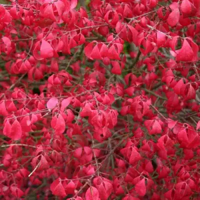 Бересклет КОМПАКТУС  в Дзержинске