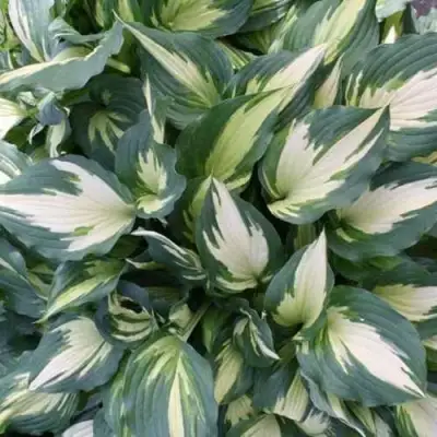 Хоста КРИСМАС КЭНДИ гибридная в Дзержинске