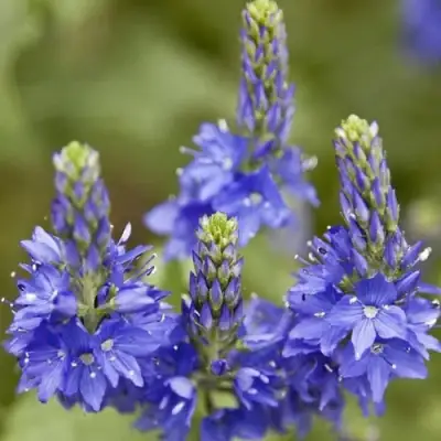 Вероника австрийская в Дзержинске