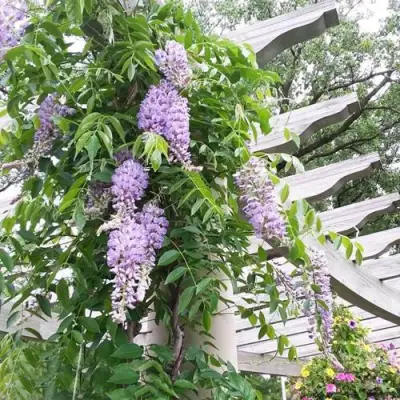 Глициния макростахия БЛЮ МУН в Дзержинске