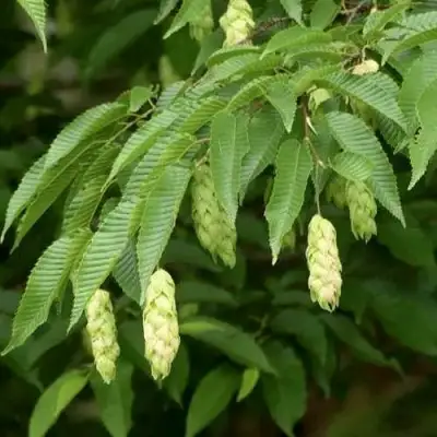 Граб японский в Дзержинске