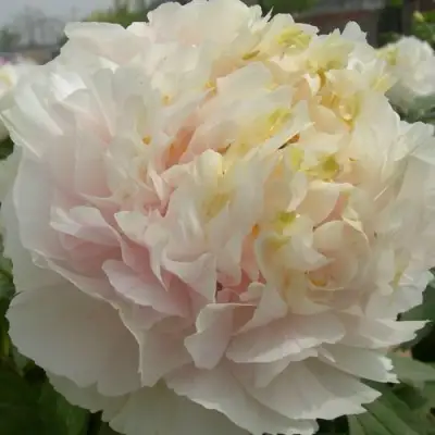 Пион ЗОЛОТОЙ ИЗУМРУД древовидный в Дзержинске