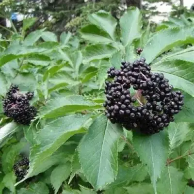 Бузина черная КЛАДЗЕЗЬ в Дзержинске