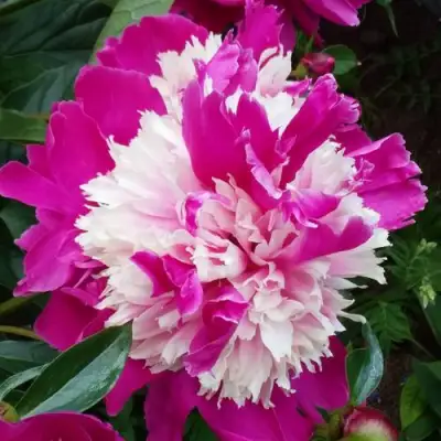 Пион КАПЛЯ РОСЫ травянистый в Дзержинске