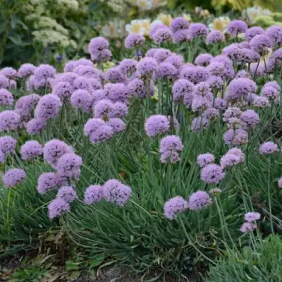 Лук ЛИЗА БЛЮ стареющий в Дзержинске