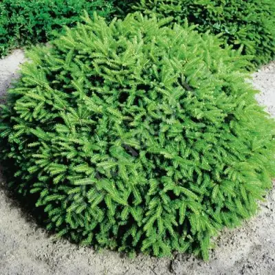 Ель НИДИФОРМИС обыкновенная в Дзержинске