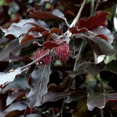 Бук лесной АТРОПУНИЦЕА в Дзержинске
