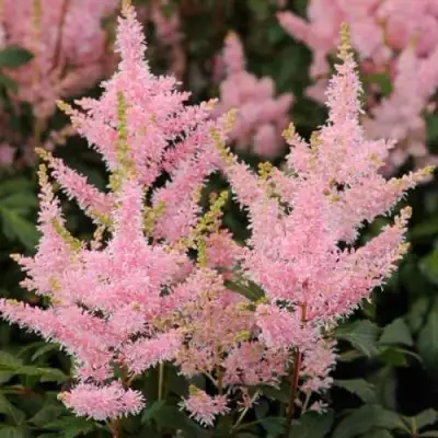 Астильба ЮНИК САЛМОН гибридная в Дзержинске