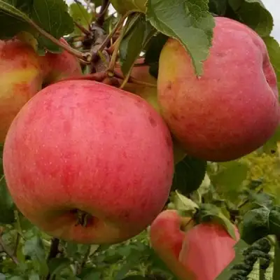 Яблоня БОЛОТОВСКОЕ в Дзержинске