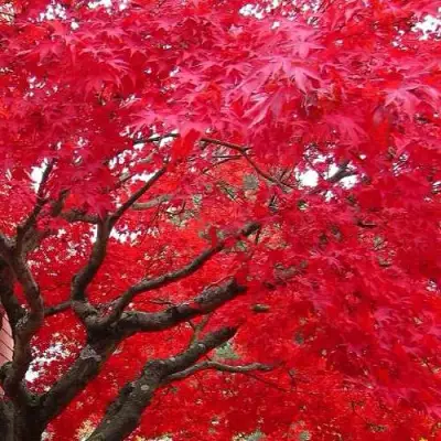 Клен гиннала  в Дзержинске