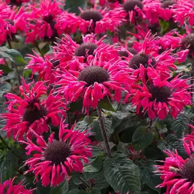 Монарда БИ МЭРИ гибридная в Дзержинске