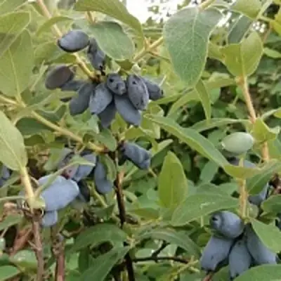 Жимолость съедобная НИМФА (ГАММА) в Дзержинске