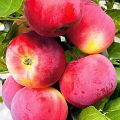 Яблоня СЕРЕБРЯНОЕ КОПЫТЦЕ в Дзержинске