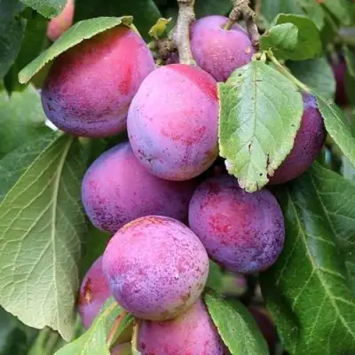 Слива БЛЮ СВИТ колонновидная в Дзержинске