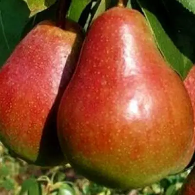 Груша ГЕРА в Дзержинске