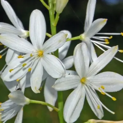 Венечник ветвистый в Дзержинске