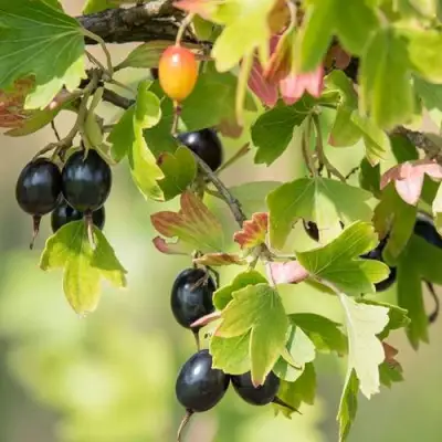 Смородина золотистая БЛЭЙКСТ в Дзержинске