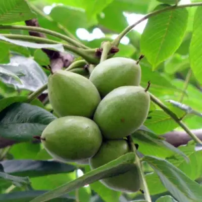 Орех маньчжурский МИЧУРИНЕЦ в Дзержинске