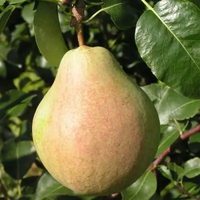 Груша ЛИРА в Дзержинске