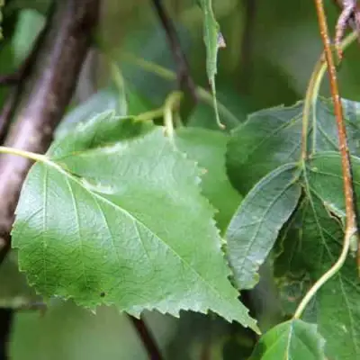 Береза ПОВИСЛАЯ в Дзержинске