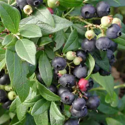 Голубика ПУТТЕ в Дзержинске