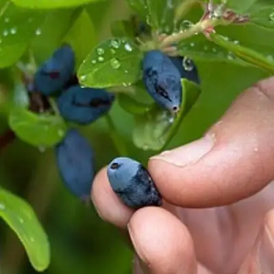 Жимолость съедобная АМФОРА в Дзержинске