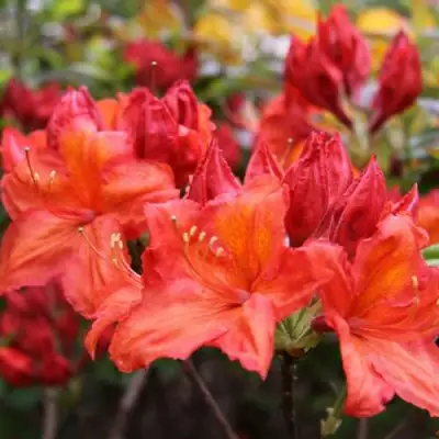 Азалия ЛИЛИНШТЕЙН японская в Дзержинске