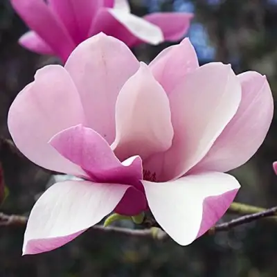 Магнолия РИККИ в Дзержинске