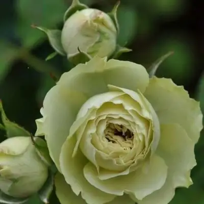 Роза ГРИН ДАЙМОНД миниатюрная в Дзержинске