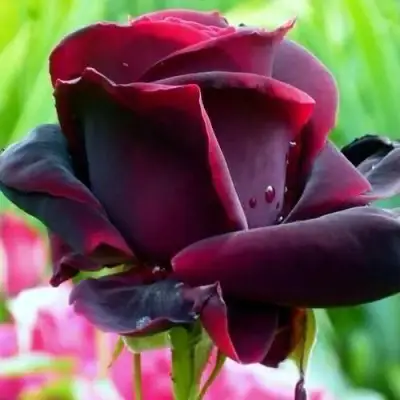 саженцы розы Черный Принц