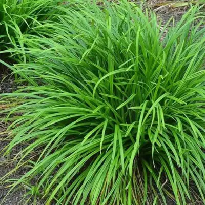 Осока АЙРИШ ГРИН в Дзержинске