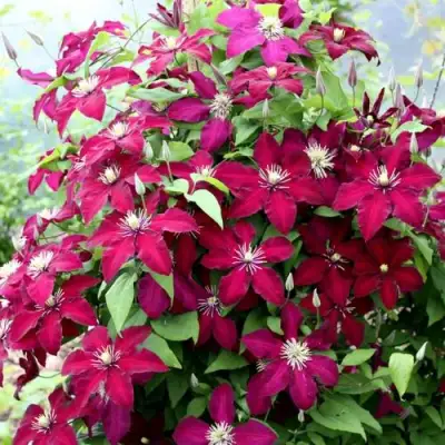 Клематис МАЗОВШЕ в Дзержинске