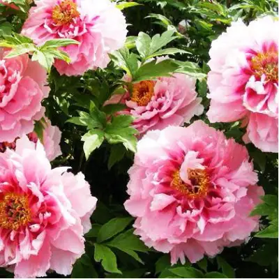 Пион СЕРЕБРИСТЫЙ РУЧЕЙ древовидный в Дзержинске